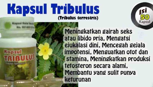 kapsul tribulus